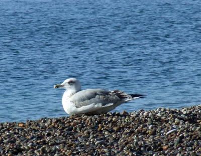 Прикрепленное изображение: CCK9.jpg